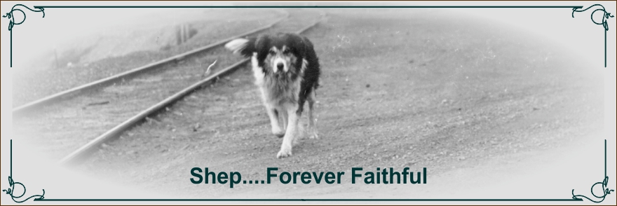 Shep Fort Benton Montana's faithful dog